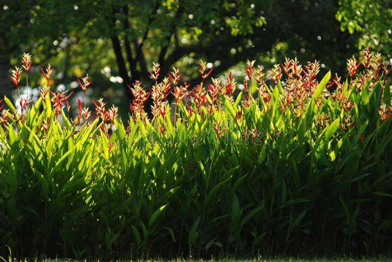 red color flowers and leaf