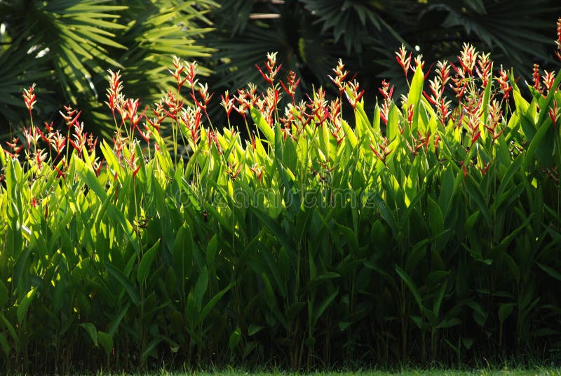 red color flowers and leaf