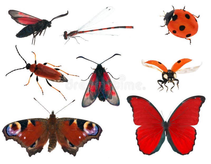 Red color insect collection isolated on white