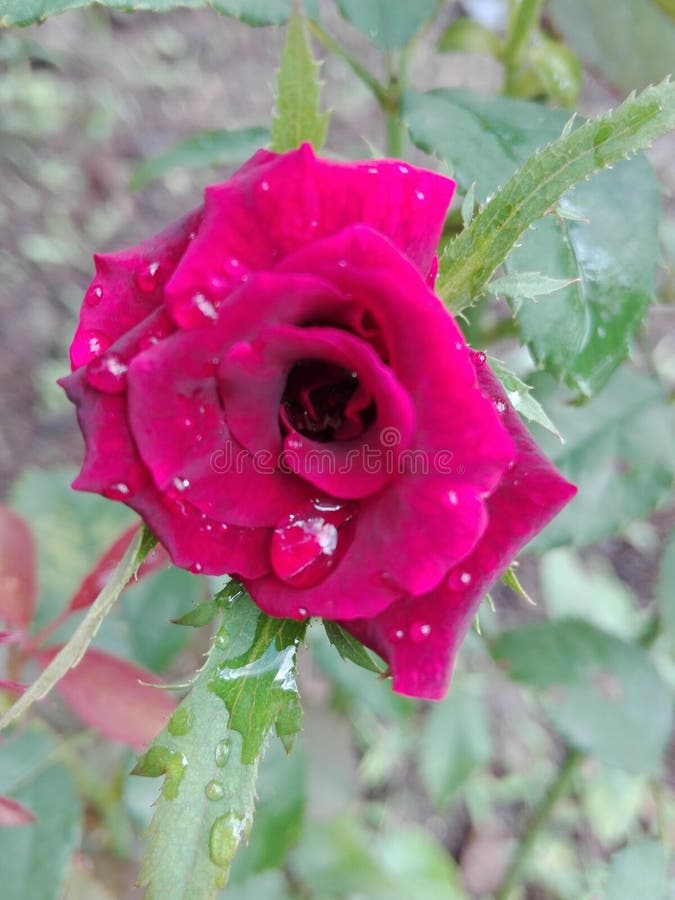 Red Rose stock image. Image of rose, flowers, color 117794415