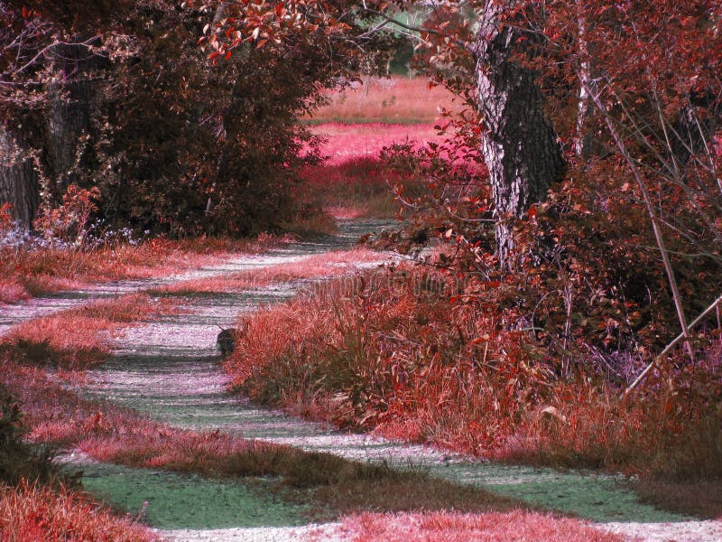 Red colored spooky forest tree landscape . Halloween background .