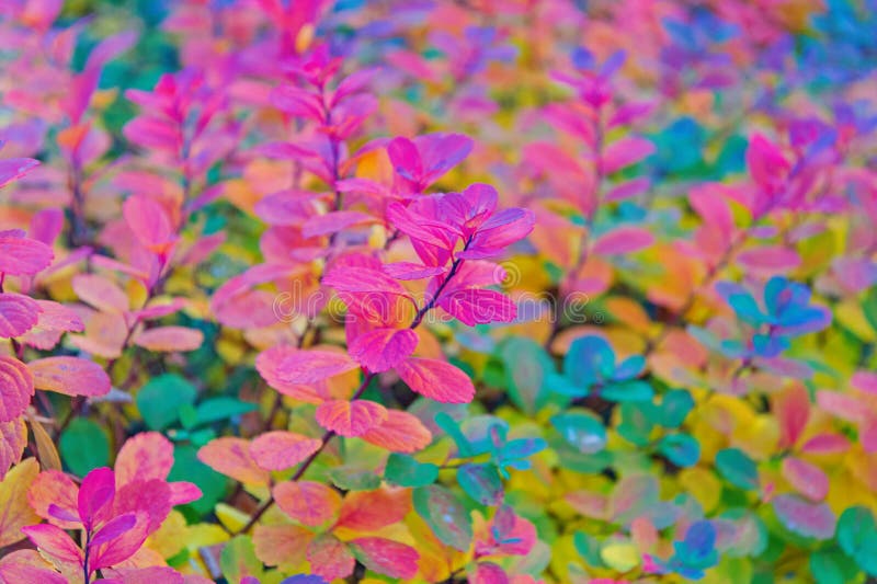 Red and colorful leaves branch close up. Autumn season. Colorful autumn leaves. Autumn foliage concept. Autumn leaf