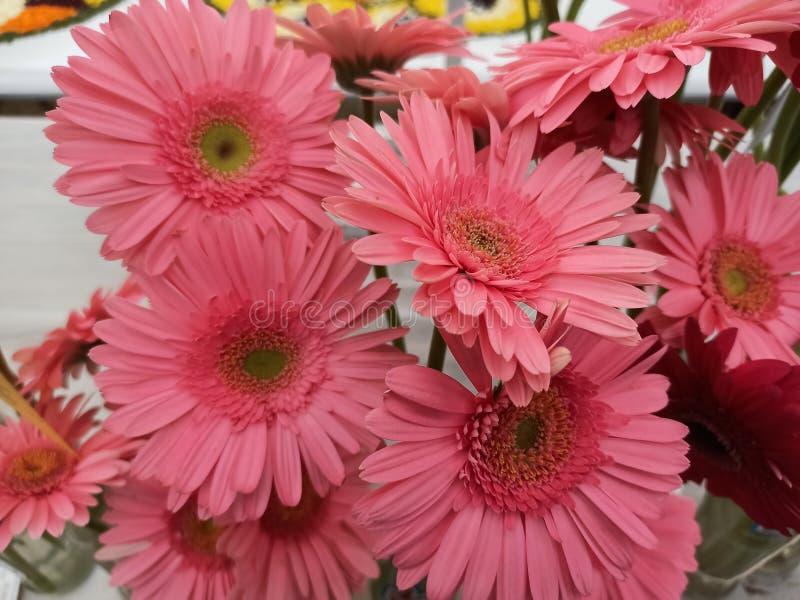 Red Colour Flowers Background Stock Image Image of daisy, blossom