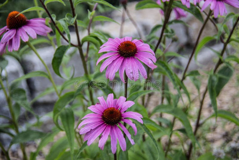 Red Cone Flower on Long Stems Stock Image Image of blumen, poisonous