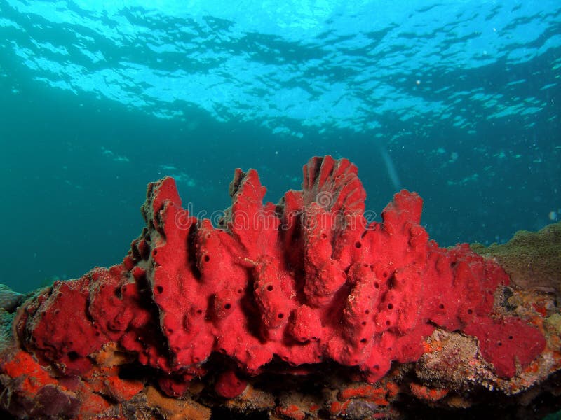 Red Coral Blue Water