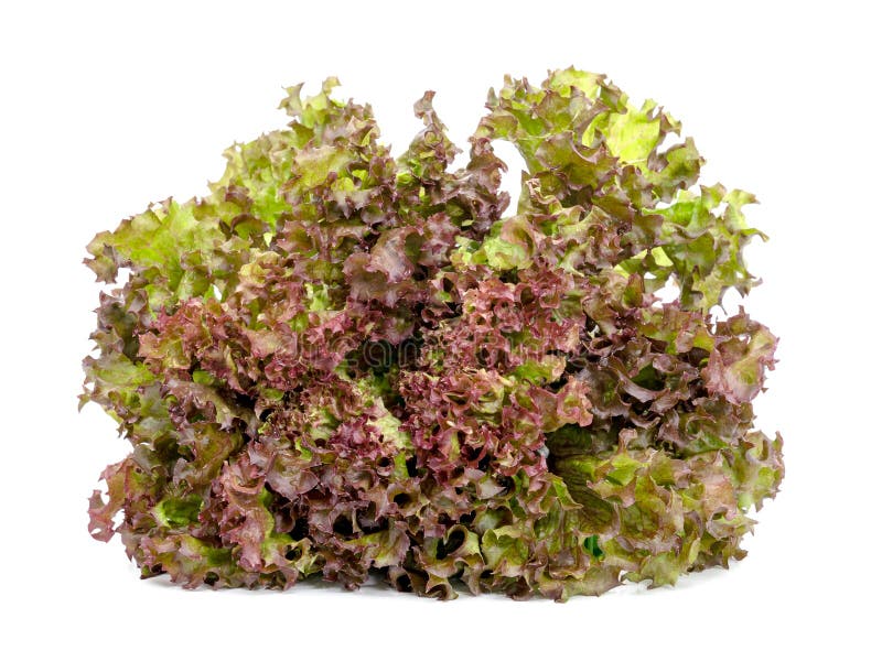 Red Coral Fresh Lettuce Leaves Isolated on White Background Stock Image