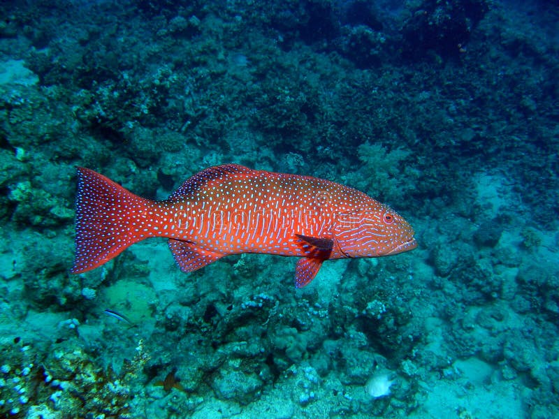 Red coral grouper