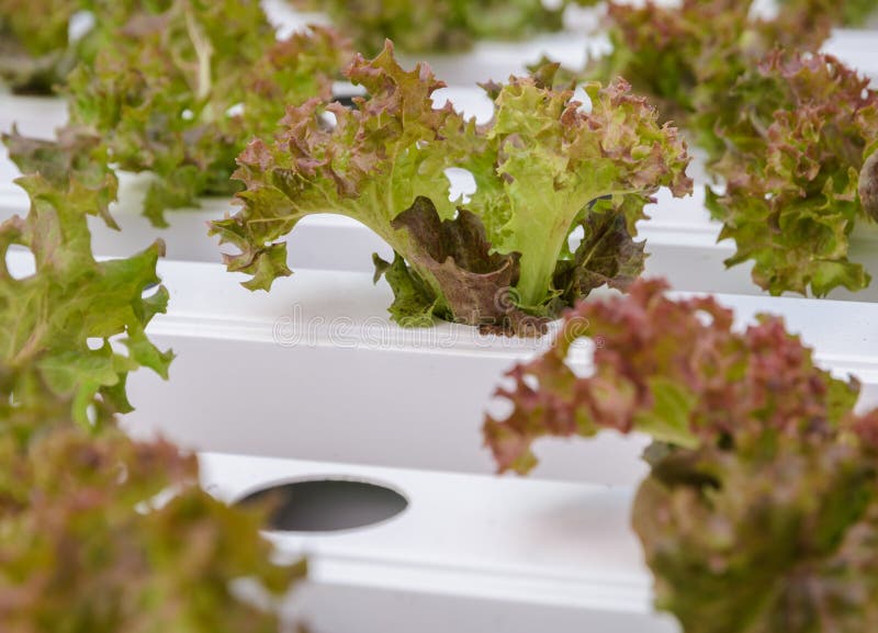 Red Coral Leaf Lettuce Vegetables Plantation Stock Image Image of