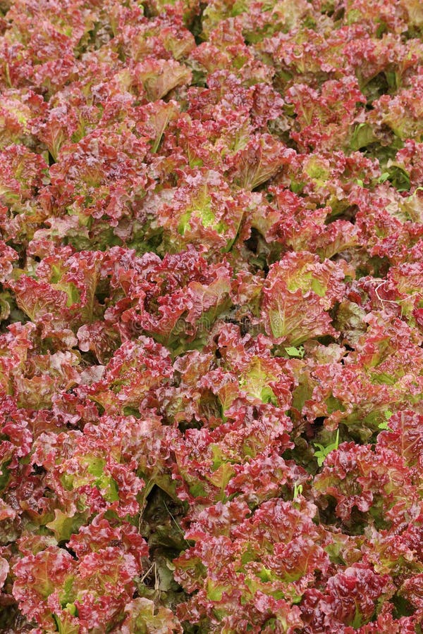 Red coral lettuce stock image. Image of cooking, leaf 38215843