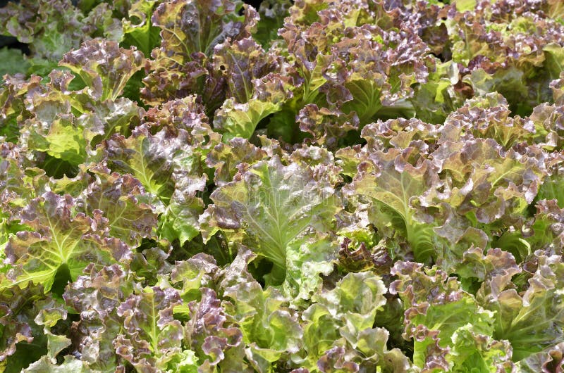 Red coral lettuce stock image. Image of healthy, green 37055203