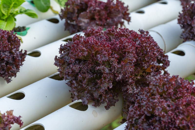 Red Coral Lettuce Hydroponics Vegetable Stock Image Image of leaf