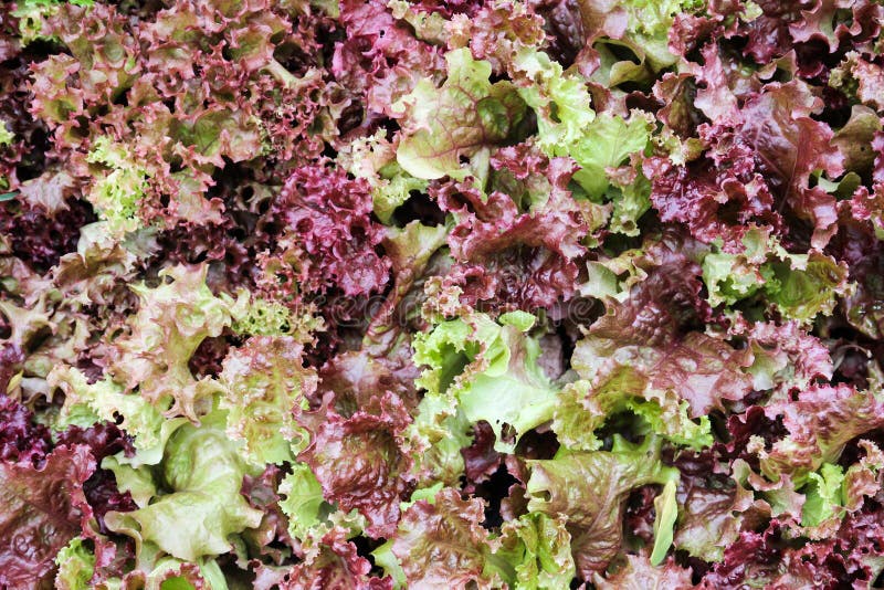 Red coral lettuce salad stock photo. Image of healthy 50415848