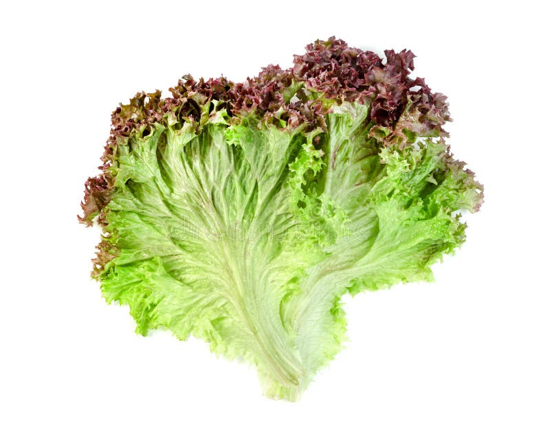 Red Coral Lettuce on White Background ,Green Leaves Pattern ,Salad