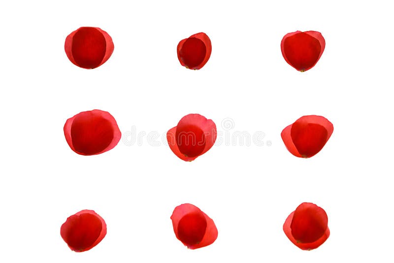 Red coral pink rose petal pattern from nine pairs of petals on white background, isolated.