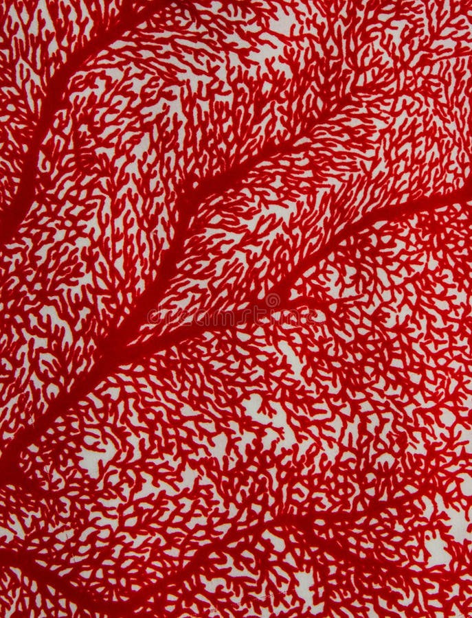 Red coral