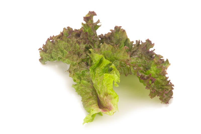 Red Coral Salad Isolated on the White Background Stock Photo Image of