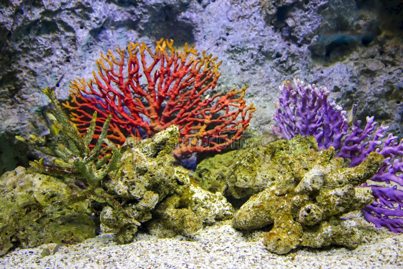 Red corals in aquarium at Siam Paragon, Bangkok