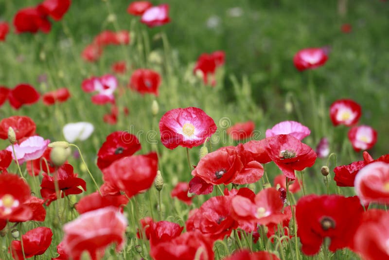 Red corn poppy stock image. Image of leaf, idyllic, wild - 25697753