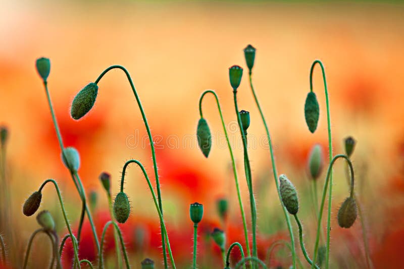 Red Corn Poppy Flowers stock images