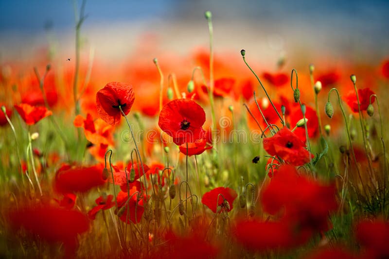 Red Corn Poppy Flowers stock image