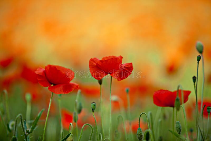Red Corn Poppy Flowers stock photo. Image of plants, color - 19915136
