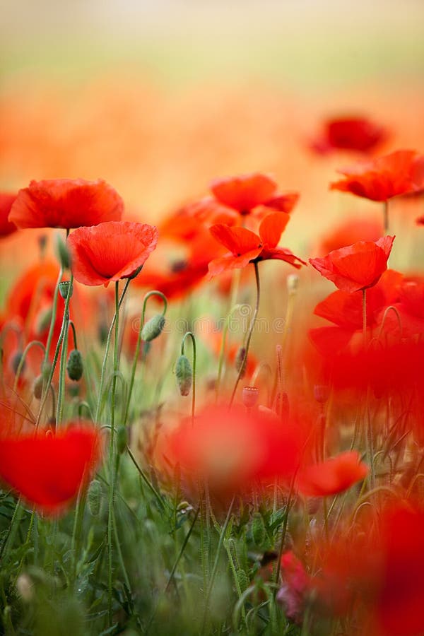 Red Corn Poppy Flowers stock photos