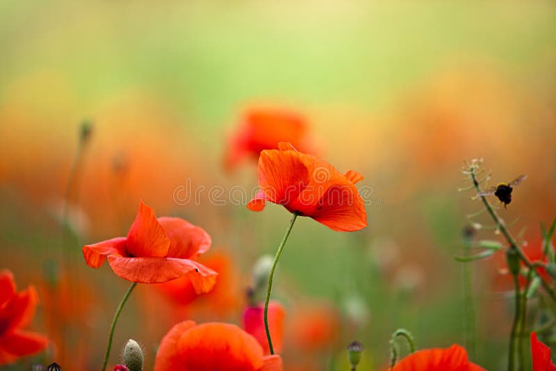 Red Corn Poppy Flowers stock photo