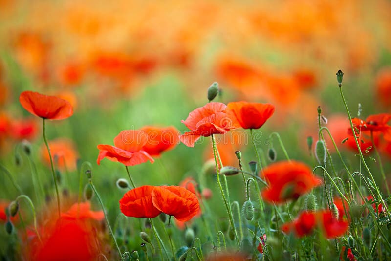 Red Corn Poppy Flowers stock photo. Image of plants, color - 19915136