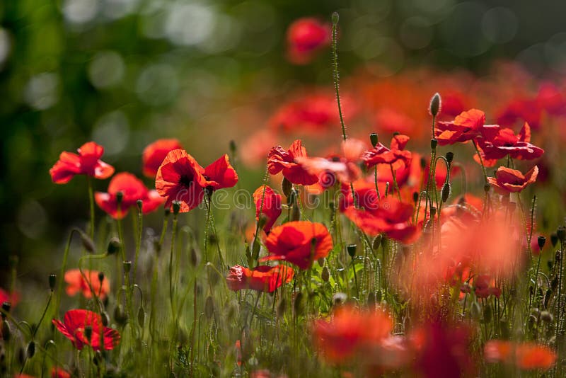 Red Corn Poppy Flowers royalty free stock photos