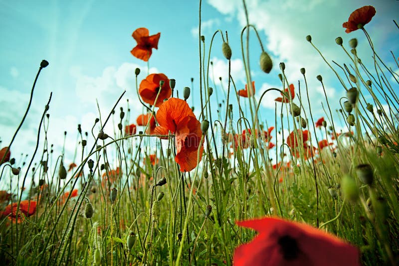 Red Corn Poppy Flowers royalty free stock image