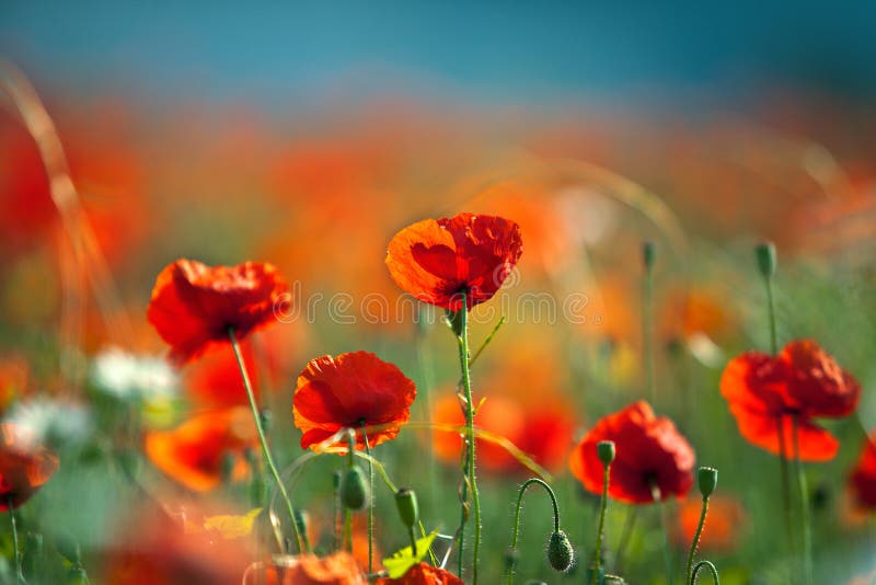 Red Corn Poppy Flowers royalty free stock image