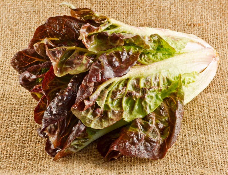 Red cos lettuce stock photo. Image of diet, eating, health 38246066