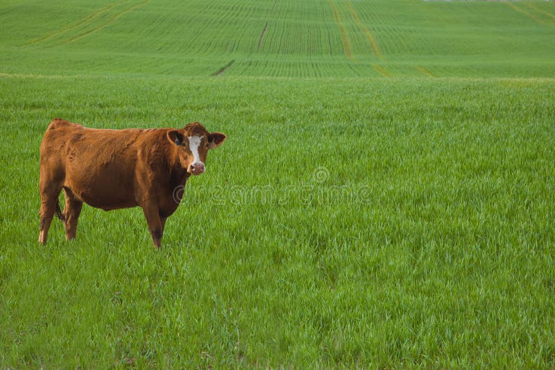 Cow standing in a barley field in early spring. Cow standing in a barley field in early spring