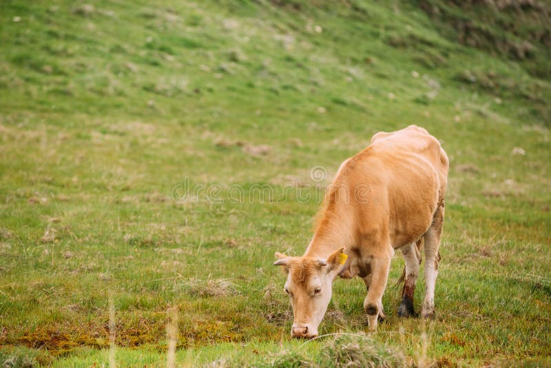 Red Cow Grazing On A Green Mountain Slope In Spring In Mountains Stock