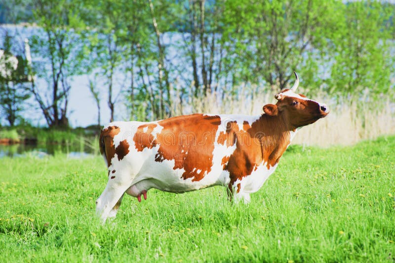Red cow grazing on pasture stock photo. Image of color - 94415974