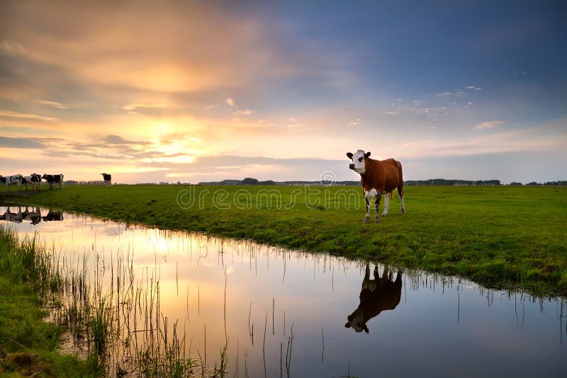 Red cow by river at sunset