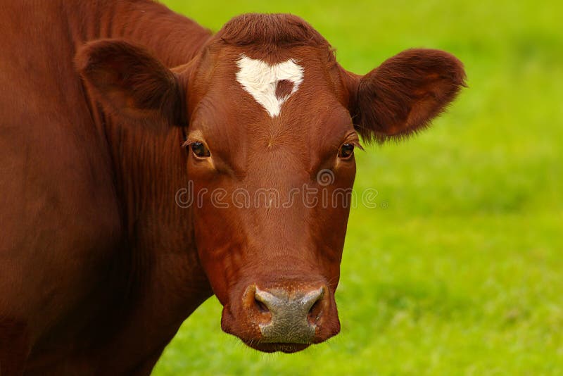 Red cow with a stain-heart.