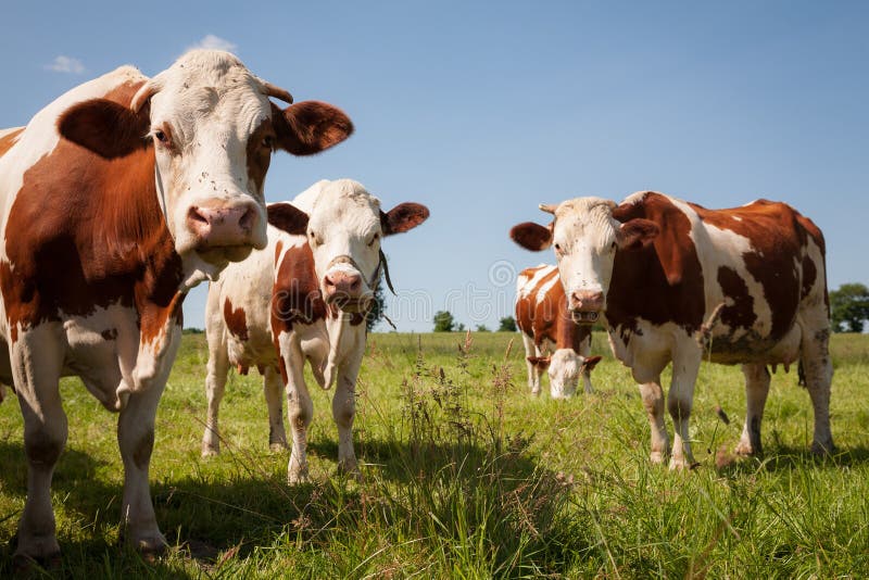 Red cows in the pasture stock image. Image of cute, agriculture - 158757495