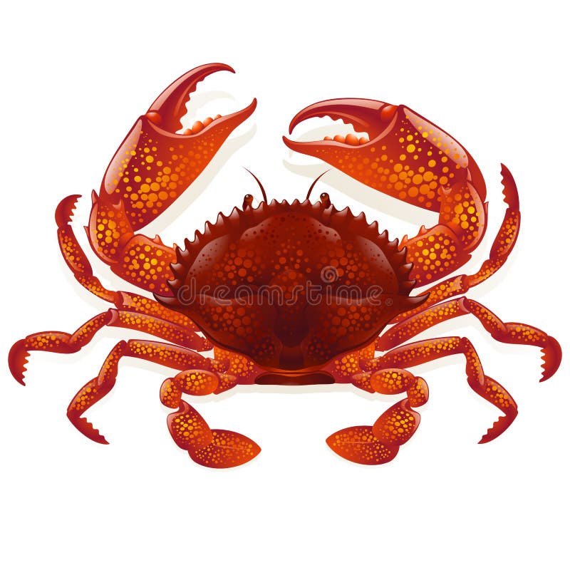 Vector Red crab isolated on white background