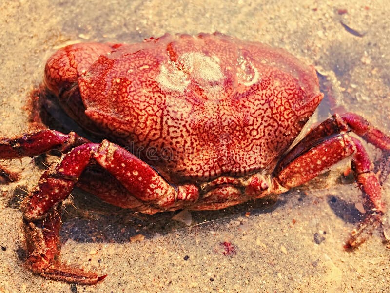 Red crab on the sand beach by the sea, sea animal on the beach