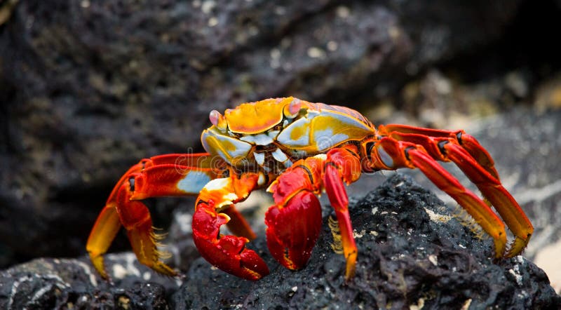 Red crab sitting on the rocks. The Galapagos Islands. Pacific Ocean. Ecuador.