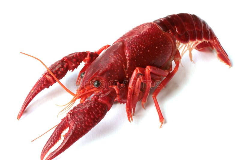 3,046 Crayfish Color Stock Photos - Free & Royalty-Free Stock