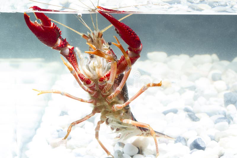 Red crayfish in pond