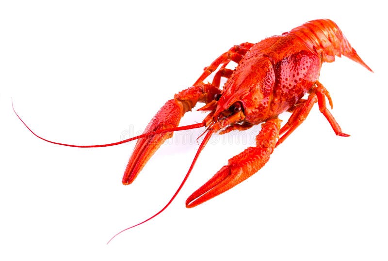 A red crayfish on white, close-up, macro