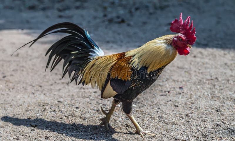 Fighting Cock