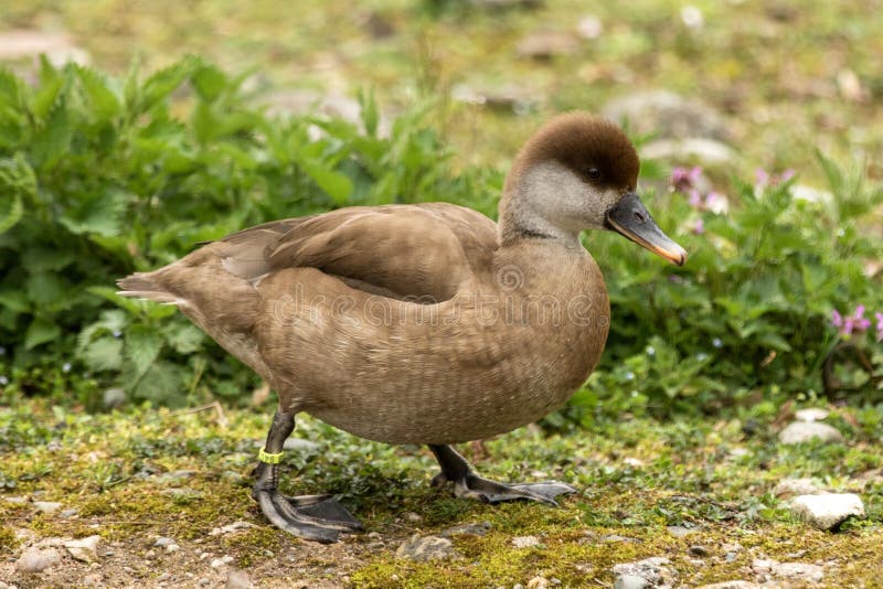 The red-crested pochard Netta rufina young female duck on the lake shore, green vegetation in background, scene from wildlife
