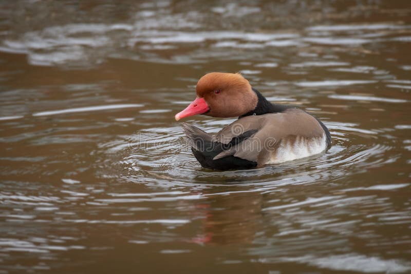 A  red-crested pochard, Netta rufina, swimming on water with its head turned awkwardly to the side. A  red-crested pochard, Netta rufina, swimming on water with its head turned awkwardly to the side