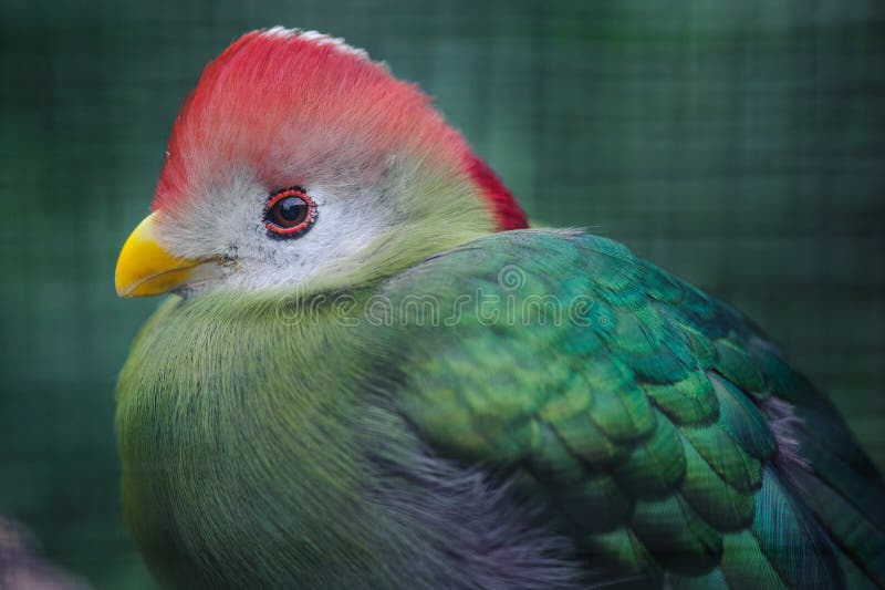 Red-crested turaco