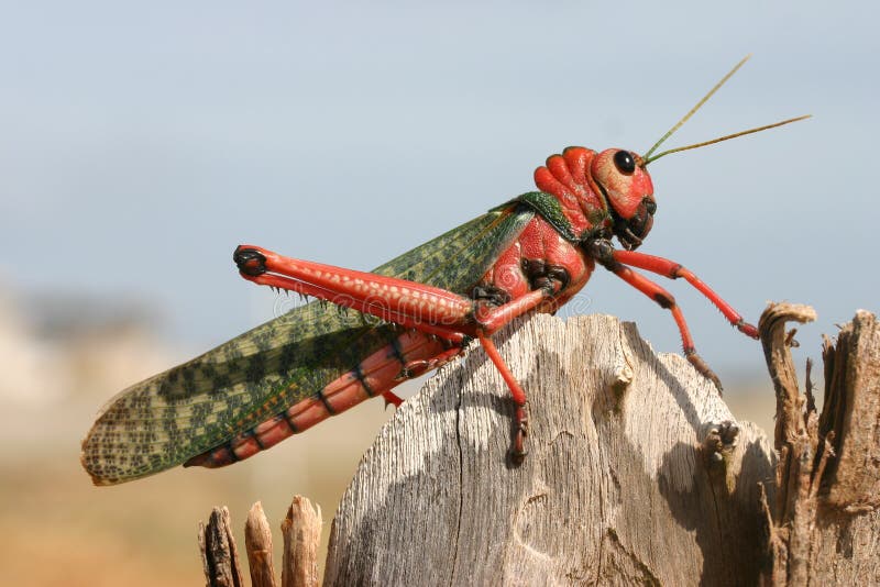 Red Cricket stock photo. Image of insect, rare, cricket 6418032