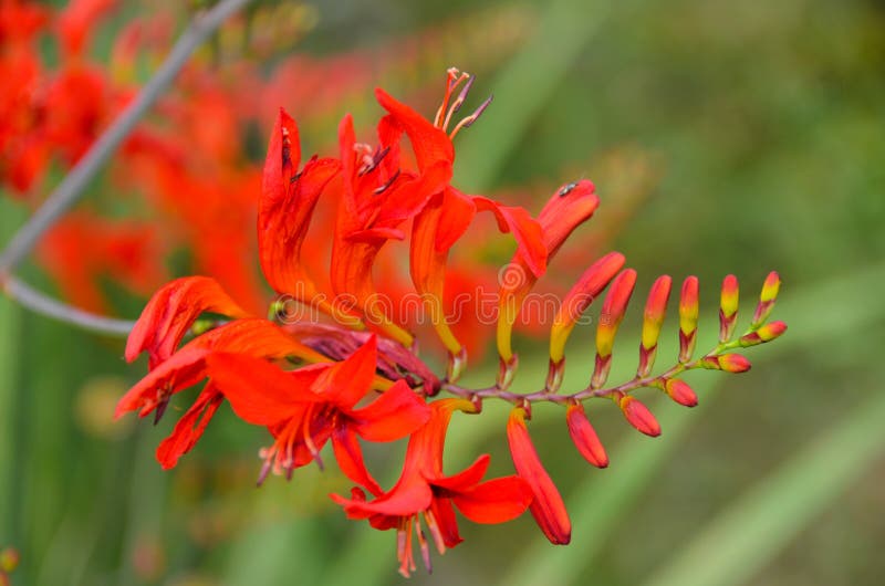 Red Crocosmia buds attract butterflies and hummingbirds